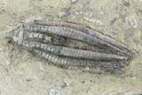 Two Detailed Crinoids (Macrocrinus & Scytalocrinus) - Indiana #94806-3
